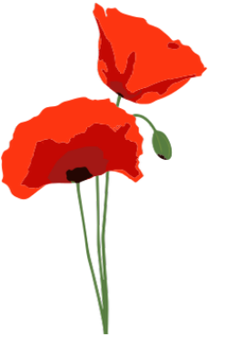Mohnblumen Praxisgemeinschaft Waldstraße